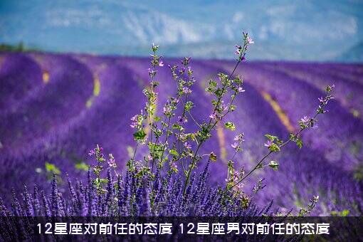 12星座对前任的态度（12星座男对前任的态度）