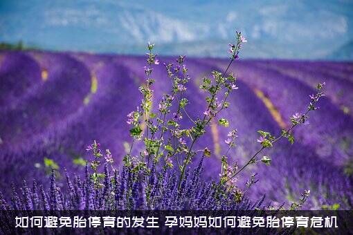 如何避免胎停育的发生？孕妈妈如何避免胎停育危机？