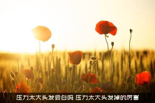 压力太大头发会白吗（压力太大头发掉的厉害）