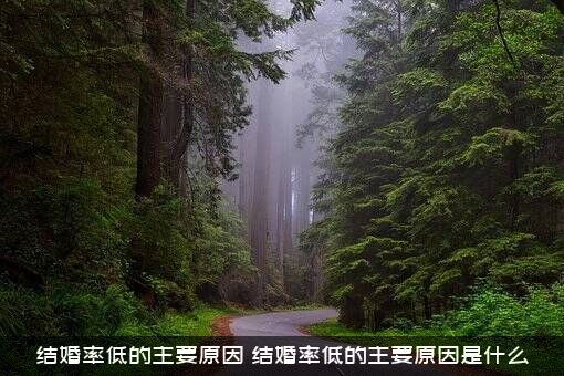 结婚率低的主要原因（结婚率低的主要原因是什么）