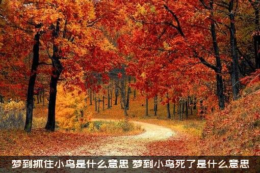 梦到抓住小鸟是什么意思？梦到小鸟死了是什么意思？