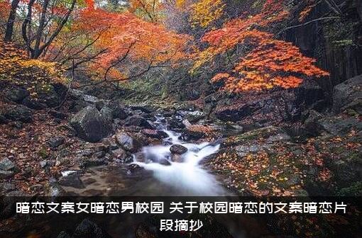 暗恋文案女暗恋男校园（关于校园暗恋的文案暗恋片段摘抄）