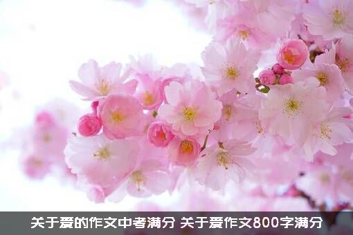 关于爱的作文中考满分（关于爱作文800字满分）