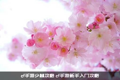 cf手游少林攻略（cf手游新手入门攻略）
