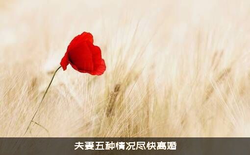夫妻五种情况尽快离婚