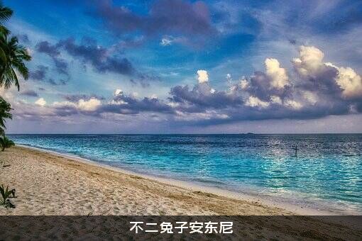 不二兔子安东尼