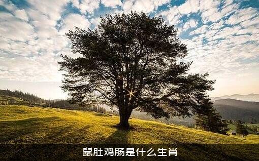 鼠肚鸡肠是什么生肖