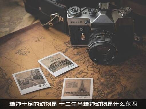 精神十足的动物是（十二生肖精神动物是什么东西）