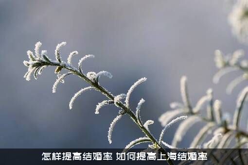 怎样提高结婚率？如何提高上海结婚率？