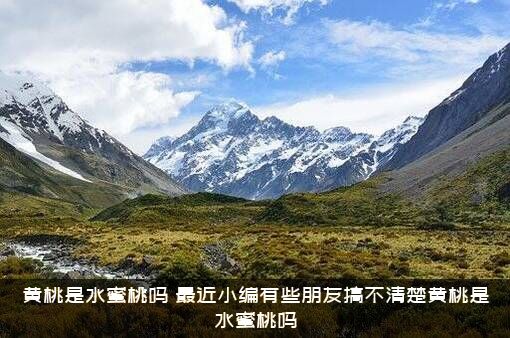 黄桃是水蜜桃吗？最近小编有些朋友搞不清楚黄桃是水蜜桃吗？