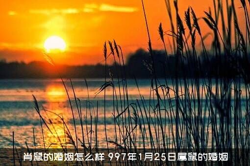 肖鼠的婚姻怎么样（997年1月25日属鼠的婚姻）