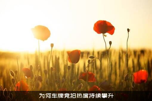 为何车牌竞拍热度持续攀升