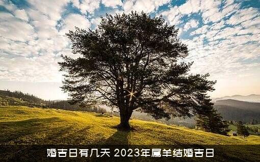 婚吉日有几天（2023年属羊结婚吉日）