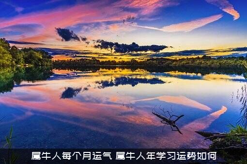 属牛人每个月运气（属牛人年学习运势如何）