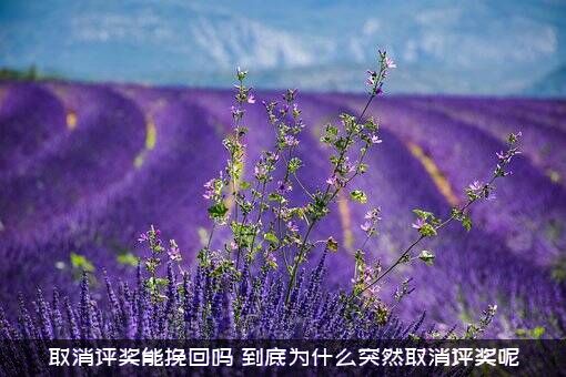 取消评奖能挽回吗？到底为什么突然取消评奖呢？