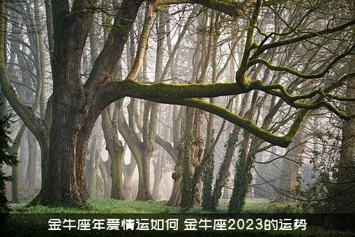 金牛座年爱情运如何（金牛座2023的运势）