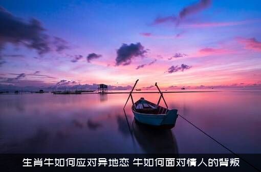 生肖牛如何应对异地恋？牛如何面对情人的背叛？