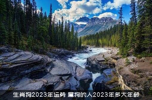 生肖狗2023年运势（属狗的人2023年多大年龄）