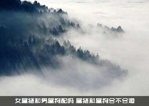 女属猪和男属狗配吗（属猪和属狗合不合婚）