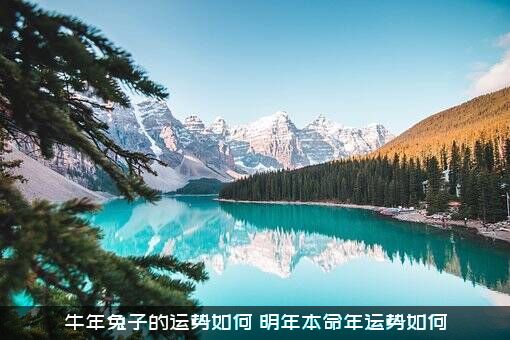 牛年兔子的运势如何？明年本命年运势如何？