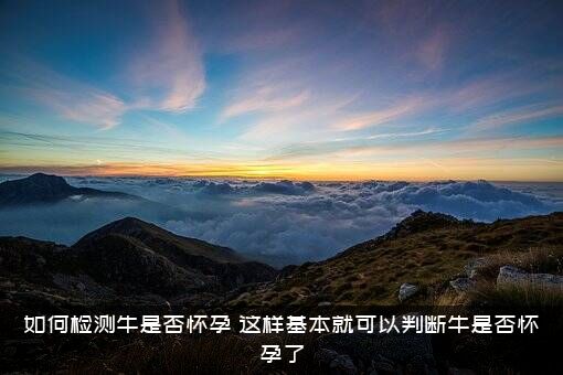 如何检测牛是否怀孕？这样基本就可以判断牛是否怀孕了？