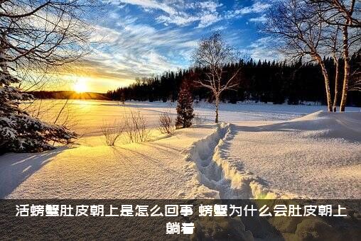 活螃蟹肚皮朝上是怎么回事？螃蟹为什么会肚皮朝上躺着？