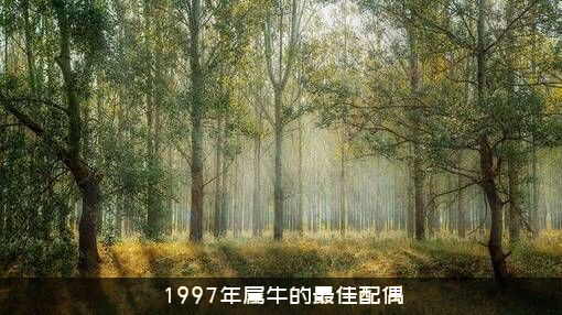 1997年属牛的最佳配偶