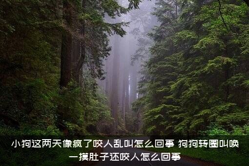 小狗这两天像疯了咬人乱叫怎么回事？狗狗转圈叫唤一摸肚子还咬人怎么回事？
