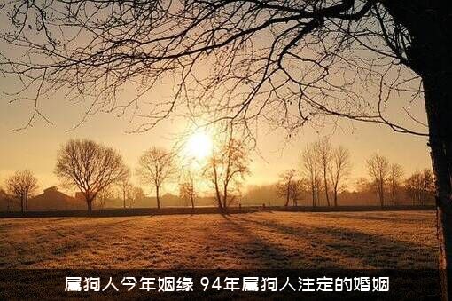 属狗人今年姻缘（94年属狗人注定的婚姻）