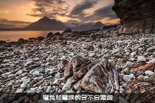 属兔和属猴的合不合婚姻