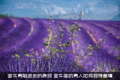 金牛男陷进去的表现，金牛座的男人如何对待感情？