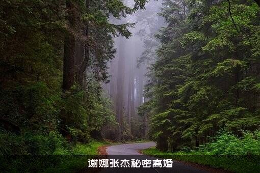 谢娜张杰秘密离婚