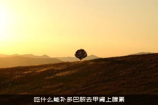 吃什么能补多巴胺去甲肾上腺素？