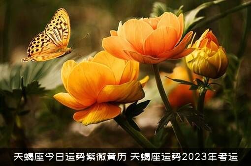 天蝎座今日运势紫微黄历（天蝎座运势2023年考运）