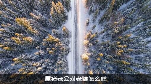 属猪老公对老婆怎么样？