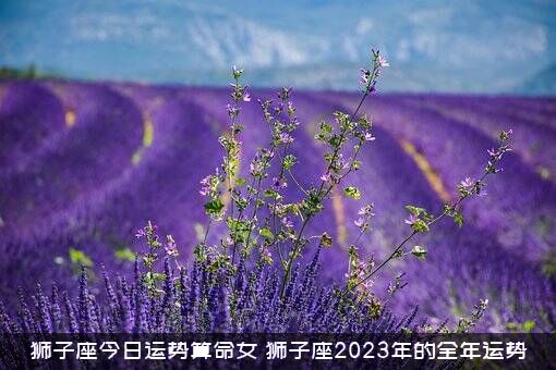 狮子座今日运势算命女（狮子座2023年的全年运势）