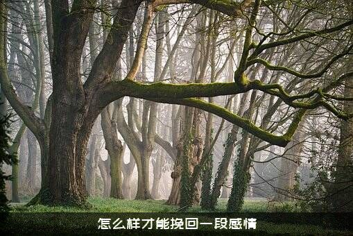 怎么样才能挽回一段感情？