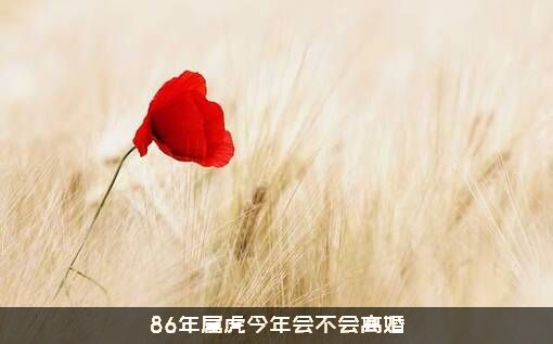 86年属虎今年会不会离婚