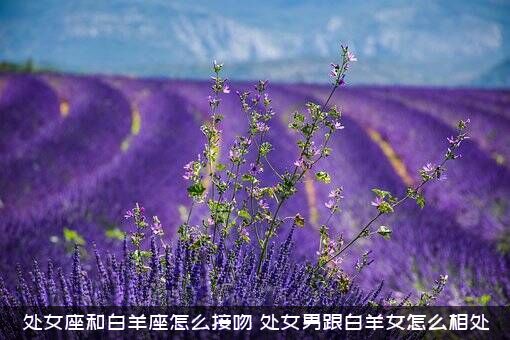 处女座和白羊座怎么接吻？处女男跟白羊女怎么相处?？