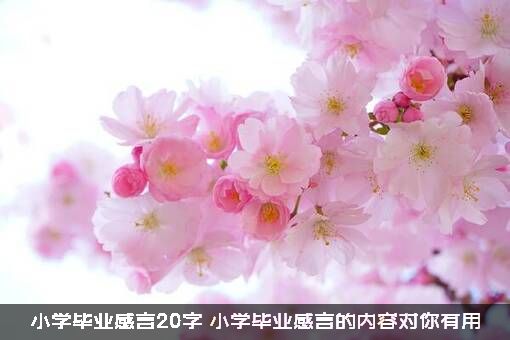 小学毕业感言20字（小学毕业感言的内容对你有用）