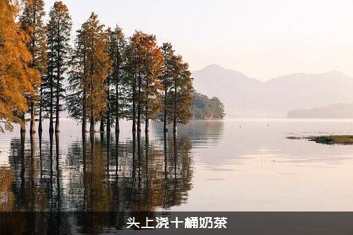 头上浇十桶奶茶