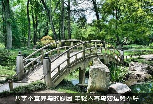 八字不宜养鸟的原因（年轻人养鸟对运势不好）