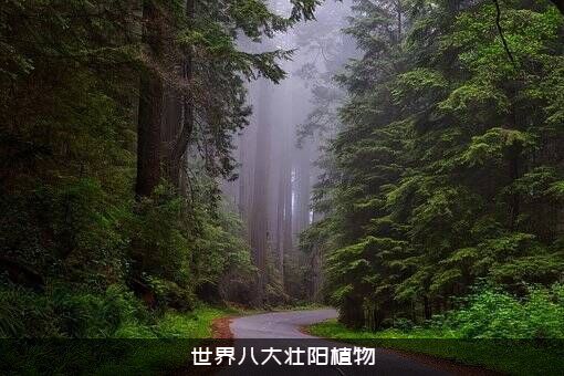 世界八大壮阳植物