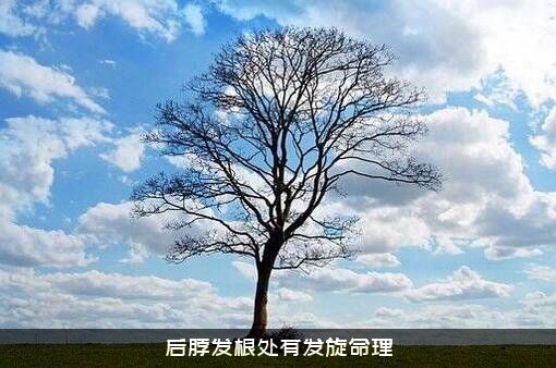 后脖发根处有发旋命理