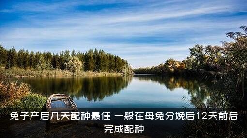兔子产后几天配种最佳？一般在母兔分娩后12天前后完成配种