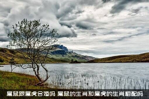 属鼠跟属虎合婚吗？属鼠的生肖和属虎的生肖相配吗？