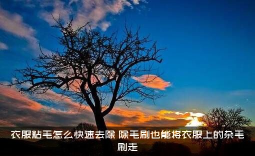 衣服粘毛怎么快速去除？除毛刷也能将衣服上的杂毛刷走