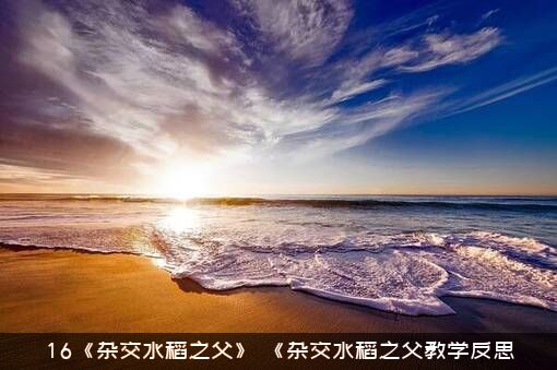 16《杂交水稻之父》（《杂交水稻之父教学反思）