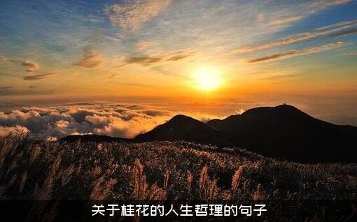 关于桂花的人生哲理的句子