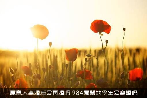 属鼠人离婚后会再婚吗？984属鼠的今年会离婚吗？